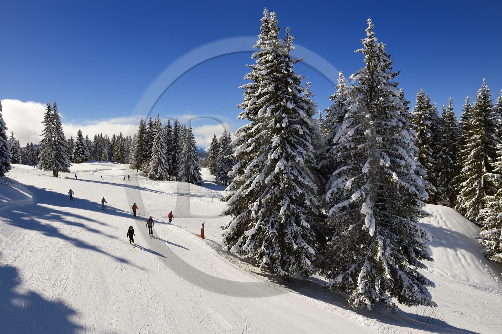 France, Haute-Savoie (74), Morzine, la vallée d'Aulps, massif du Chablais, domaine skiable des Portes du Soleil, piste de ski sur le Pléney (1554m)