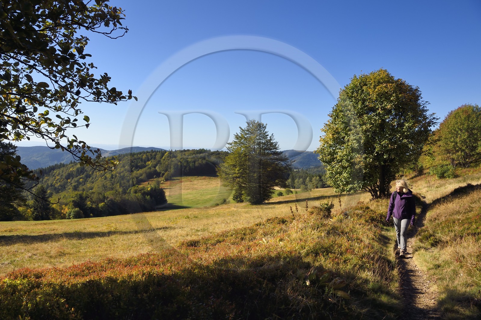 France, Haut-Rhin (68), Parc naturel régional des ballons des Vosges, Rimbach-près-Masevaux, randonneur marchant sur le GR5 à la Chaume de Haute Bers