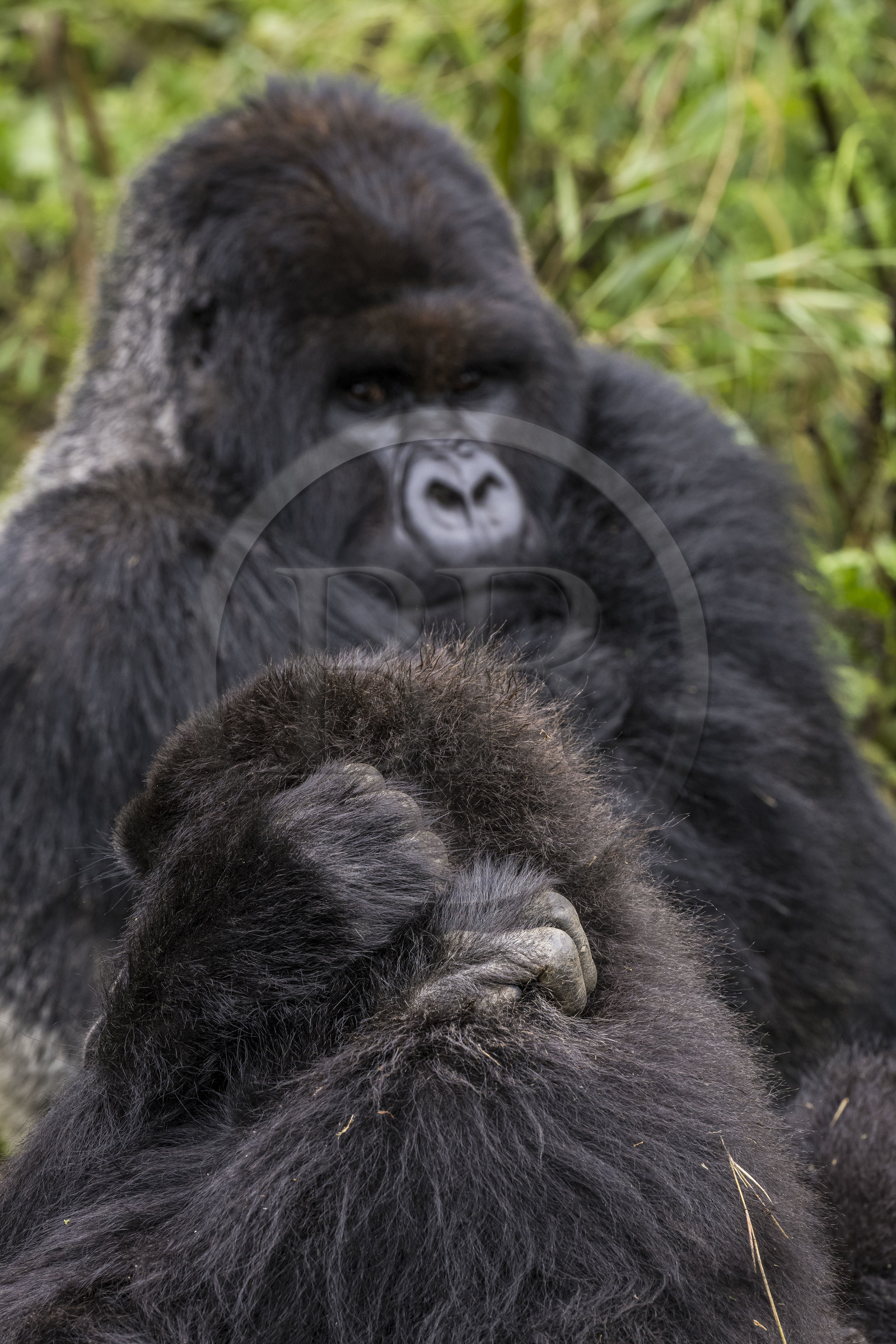 Rwanda, Province du Nord, Parc National des Volcans dans la chaine des Monts Virunga, mont Karisimbi, gorilles des montagnes (Gorilla beringei beringei) du groupe Susa
