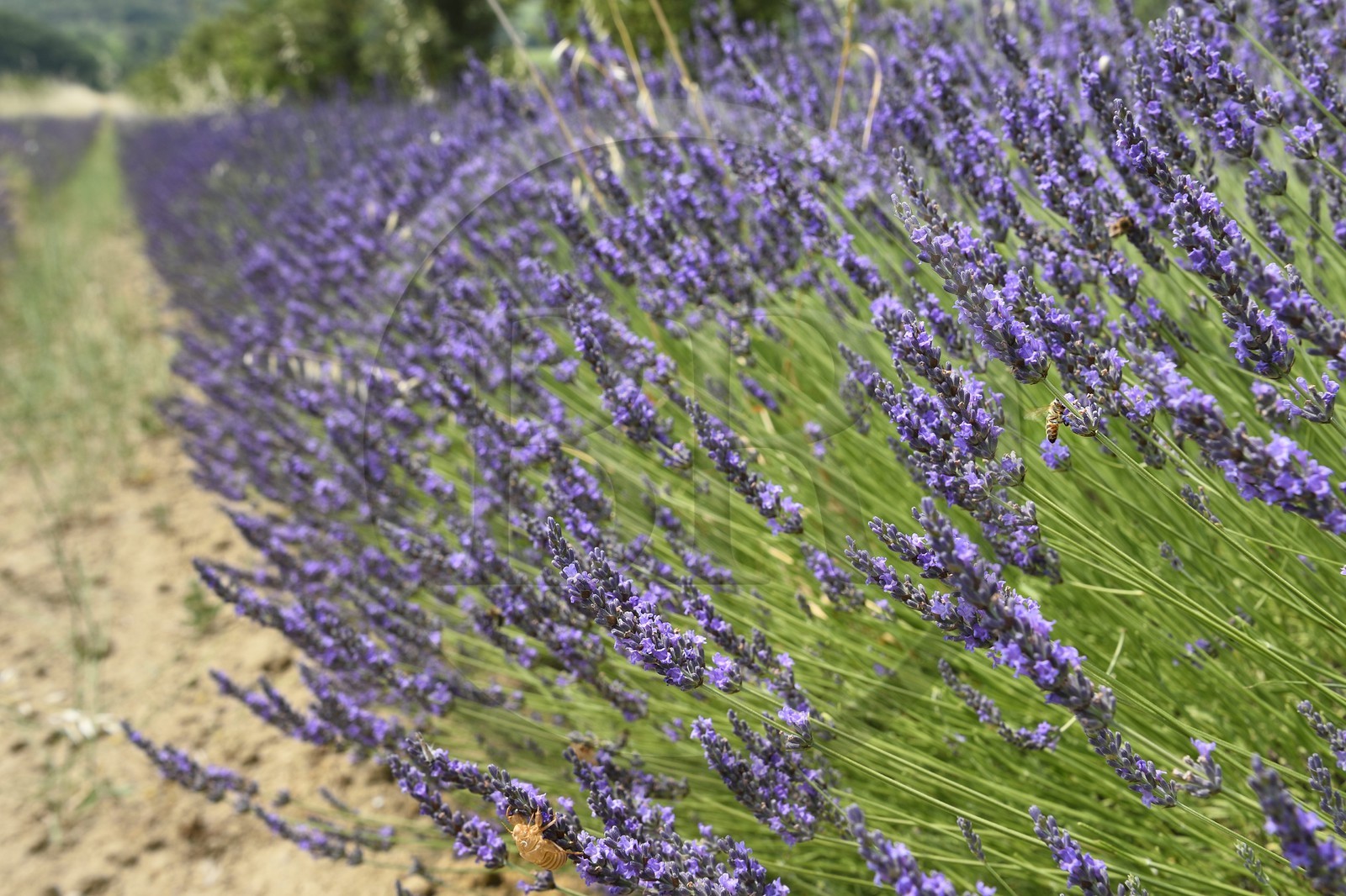 France, Vaucluse (84), Parc Naturel Regional du Luberon, champ de lavande