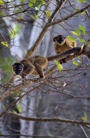 France, Ile de Mayotte, Grande-Terre, Kani-Keli, le Jardin Maoré à la plage de N’Gouja, Lémur fauve (Eulemur fulvus mayottensis) appelé aussi maki