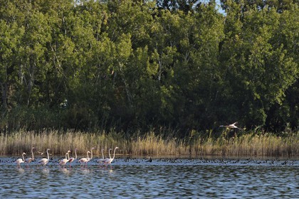 France, Haute Corse, the pond of Biguglia (Stagnu di Chiurlinu), nature reserve of Corsica (RNC), greater flamingo (Phoenicopterus roseus) and Eurasian coot (Fulica atra)