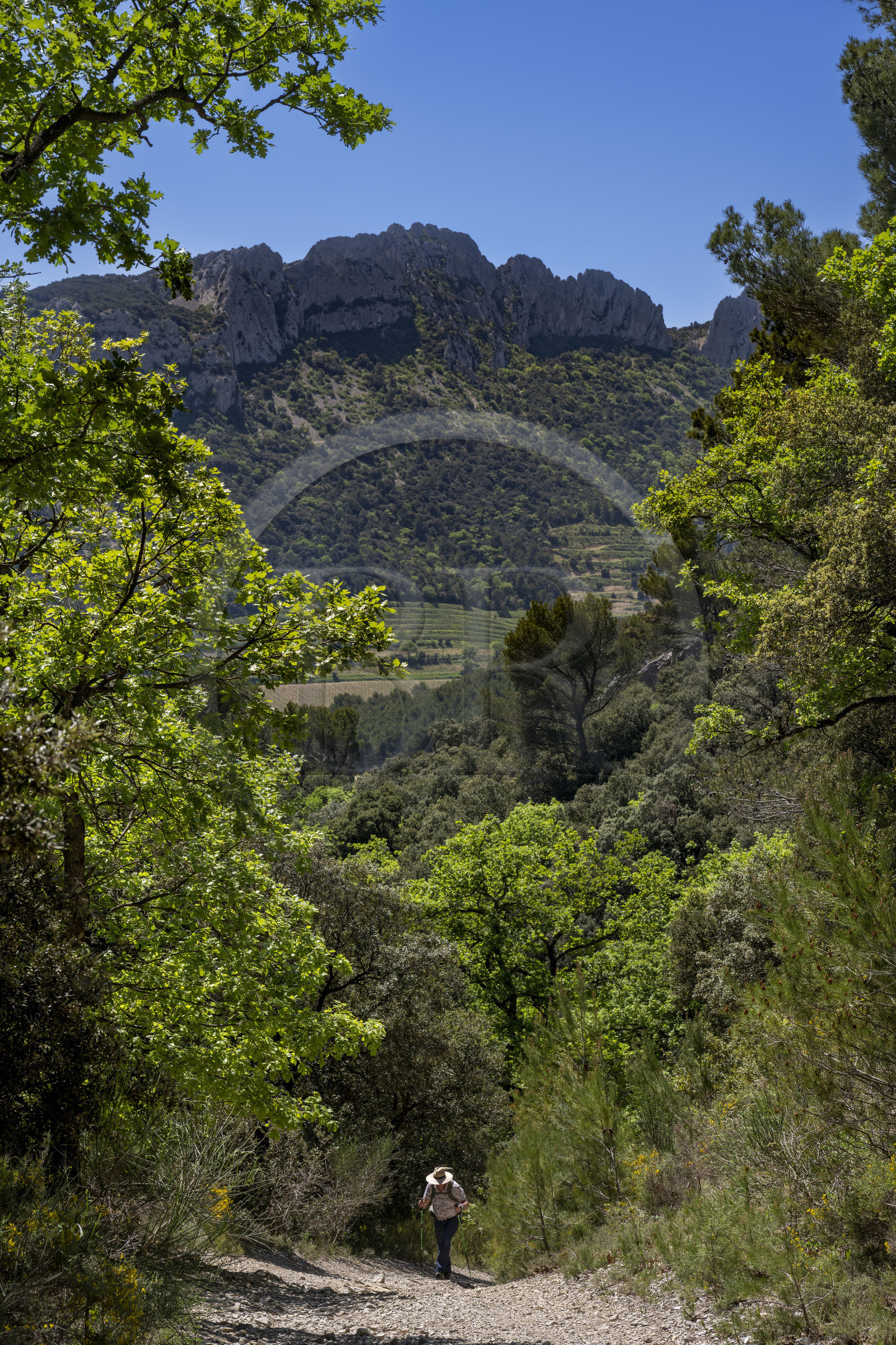 France, Vaucluse (84), Dentelles de Montmirail, Gigondas, randonneur sur un sentier longeant les Dentelles Sarrasines au coeur du massif