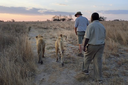 Zimbabwe, Midlands Province, Gweru, Antelope Park home to ALERT (African Lion and Environmental Research Trust), lion walk through the bush, the managing director Gary Jones with a guide - handler