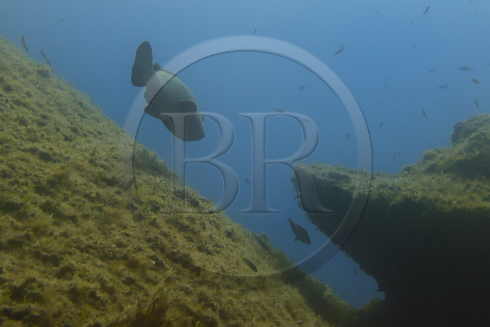 France, Var (83), Iles d'Hyères, parc national de Port Cros, Ile de Port-Cros, mérou vers l'Ilot de la Gabinière