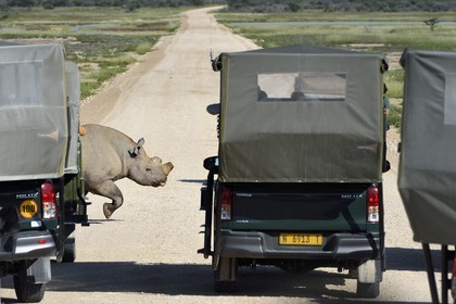 Namibia, Oshikoto region, Etosha National Park, black rhinoceros (Diceros bicornis) with the two horns cut to fight against poaching, passing on the gravel road in front of the tourists four-wheel drive