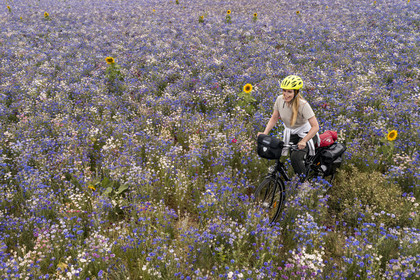 France, Maine-et-Loire (49), vallée de la Loire classée au Patrimoine Mondial par l'UNESCO, Saumur vers Saint-Hilaire, randonnée à bicyclette, cycliste dans un champ de bleuets (Cyanus segetum) (vue aérienne)
