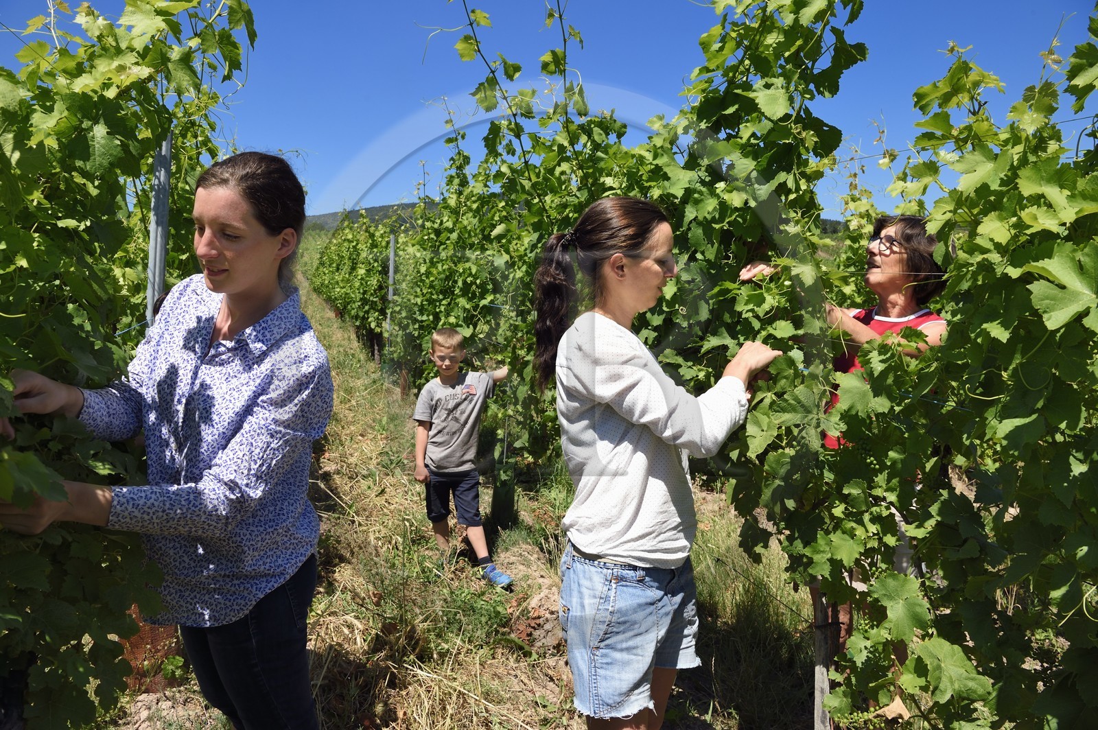 France, Bas-Rhin (67), Route des vins d'Alsace, Nothalten, domaine viticole Philippe Sohler, Marine et Lydie avec leur maman Christine Sohler effectuant un travail de palissage qui est indispensable pour permettre une bonne exposition des feuilles et des futures grappes
