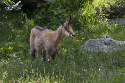 France, Alpes-Maritimes (06), parc national du Mercantour, Haute-Vésubie, Saint-Martin-Vésubie, Val du Haut Boréon, chamois (Rupicapra rupicapra) au lac des Sagnes vers le refuge de Cougourde