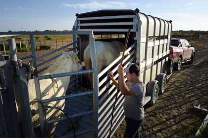 France, Bouches-du-Rhône (13), Parc naturel régional de Camargue, vers l'étang de Malagroy, manade Jacques Mailhan, embarquement de chevaux de Camargue dans un van