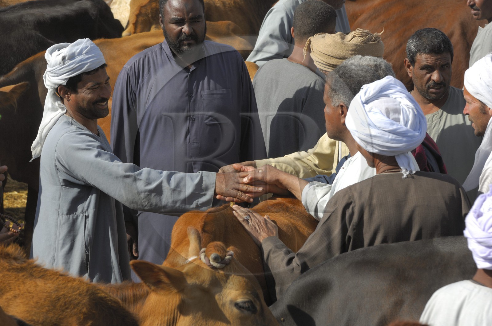 Egypt, Upper Egypt, Daraw in North Aswan, cows market