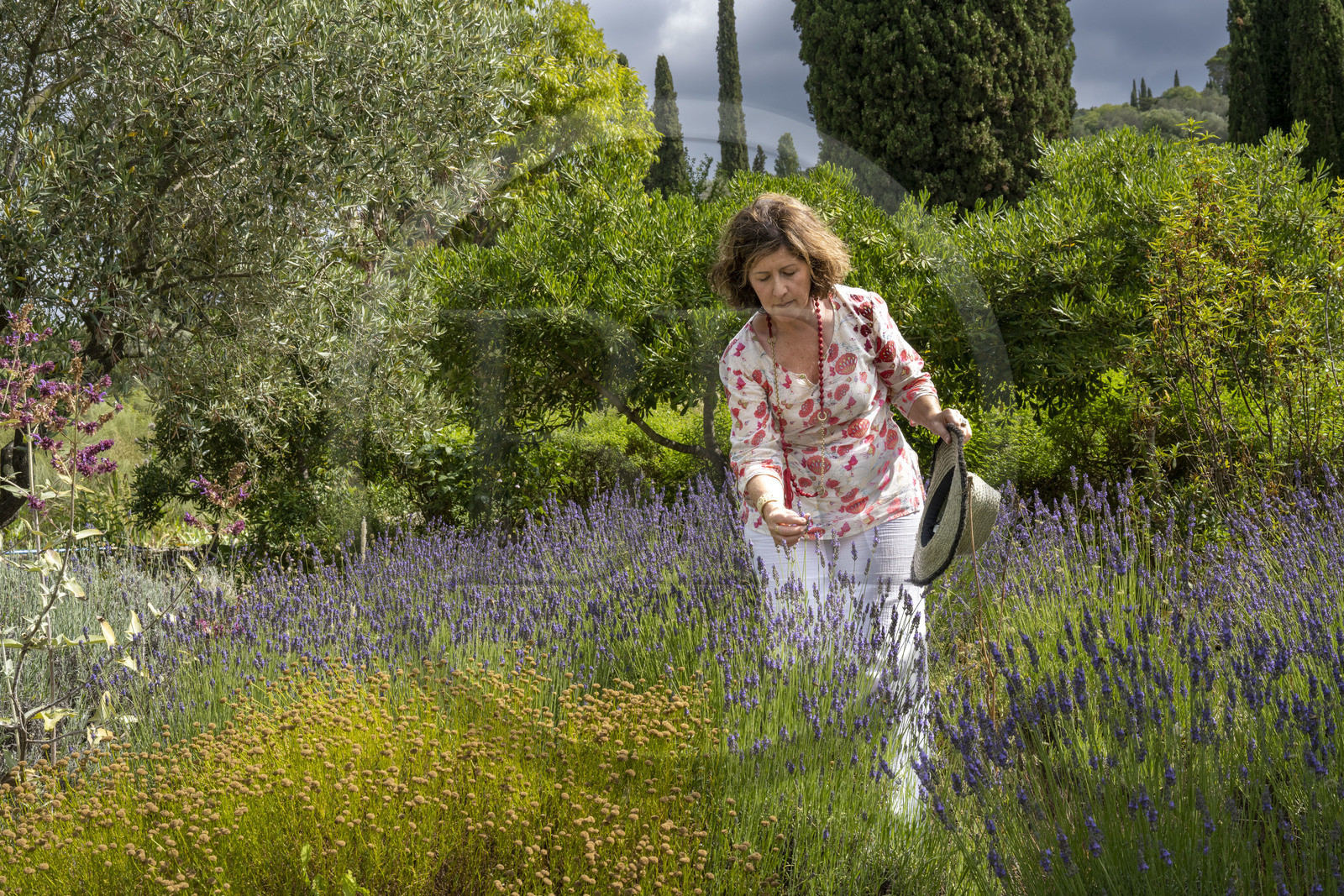 France, Alpes-Maritimes (06), Mouans-Sartoux, Jardins du Musée International de la Parfumerie​ (MIP), Corinne Marie- Tosello, une Nez designer d’ateliers olfactifs, nous propose de découvrir une grande variété de plantes odorantes
