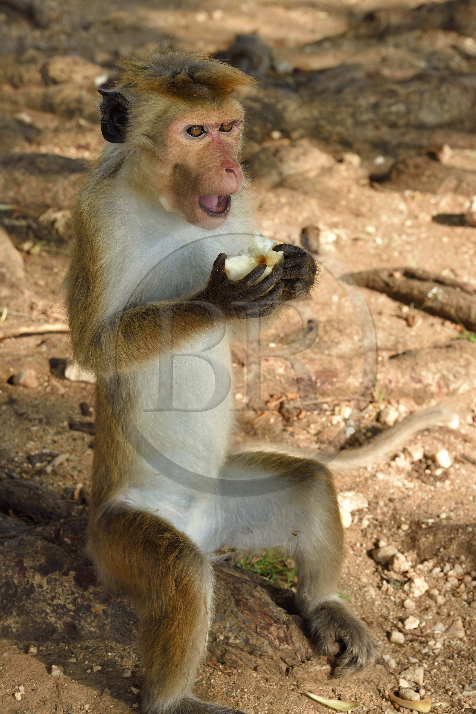 Sri Lanka, Uva Province, Udawalawe National Park, Toque macaque (Macaca sinica) eating an apple