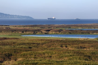 France, Seine-Maritime (76), Réserve Naturelle de l'estuaire de la Seine, étang au coeur de la roselière