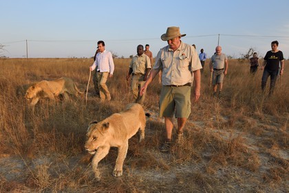 Zimbabwe, province des Midlands, Gweru, Antelope Park qui abrite ALERT (African Lion and Trust Environmental Research)