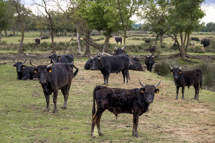 France, Gard, Saint Gilles du Gard, Pierre Aubanel & son manade (cattle and horses ranch), Camargue bulls called Raco di Biou