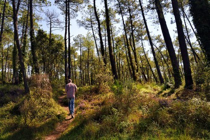 France, Pyrénées-Atlantiques (64), Pays-Basque, Anglet, la pinède forêt du Pignada