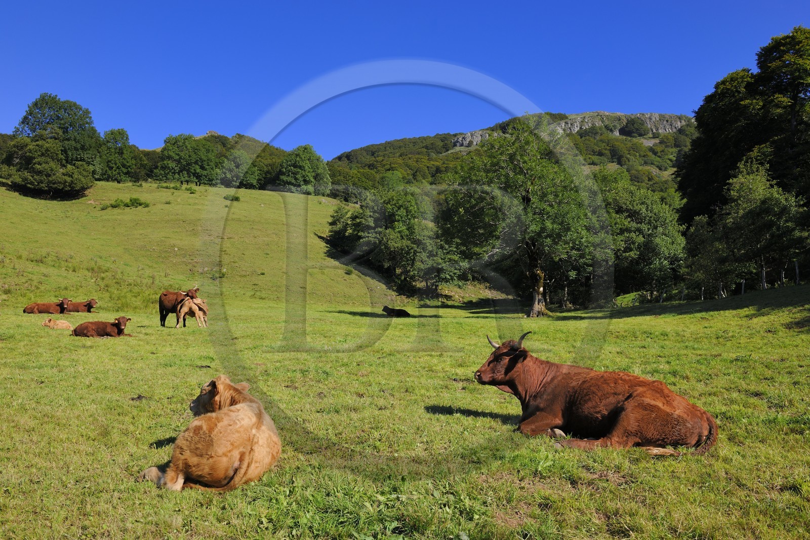 France, Cantal, Monts du Cantal, Parc Naturel Regional des Volcans d' Auvergne (Regional Nature Park of the Volcanoes of Auvergne), the Vallee de la Jordanne (Jordanne Valley) towards Mandaille-Saint-Julien, cow of salers breed