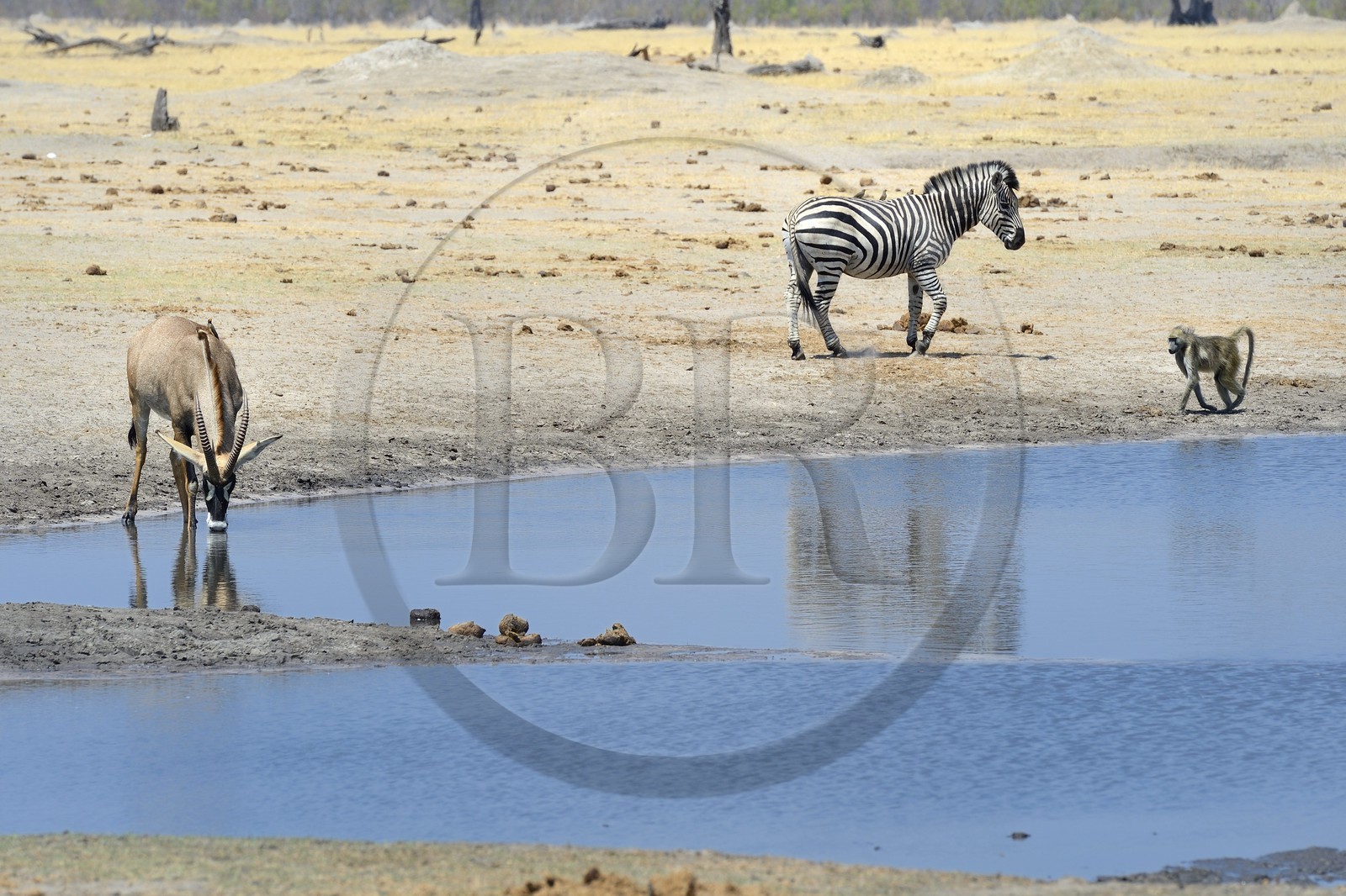 Zimbabwe, province de Matabeleland septentrional, parc national Hwange, antilope rouanne (Hippotragus equinus), Zèbre (equus burchelli) et babouin chacma (Papio ursinus) autour du point d'eau