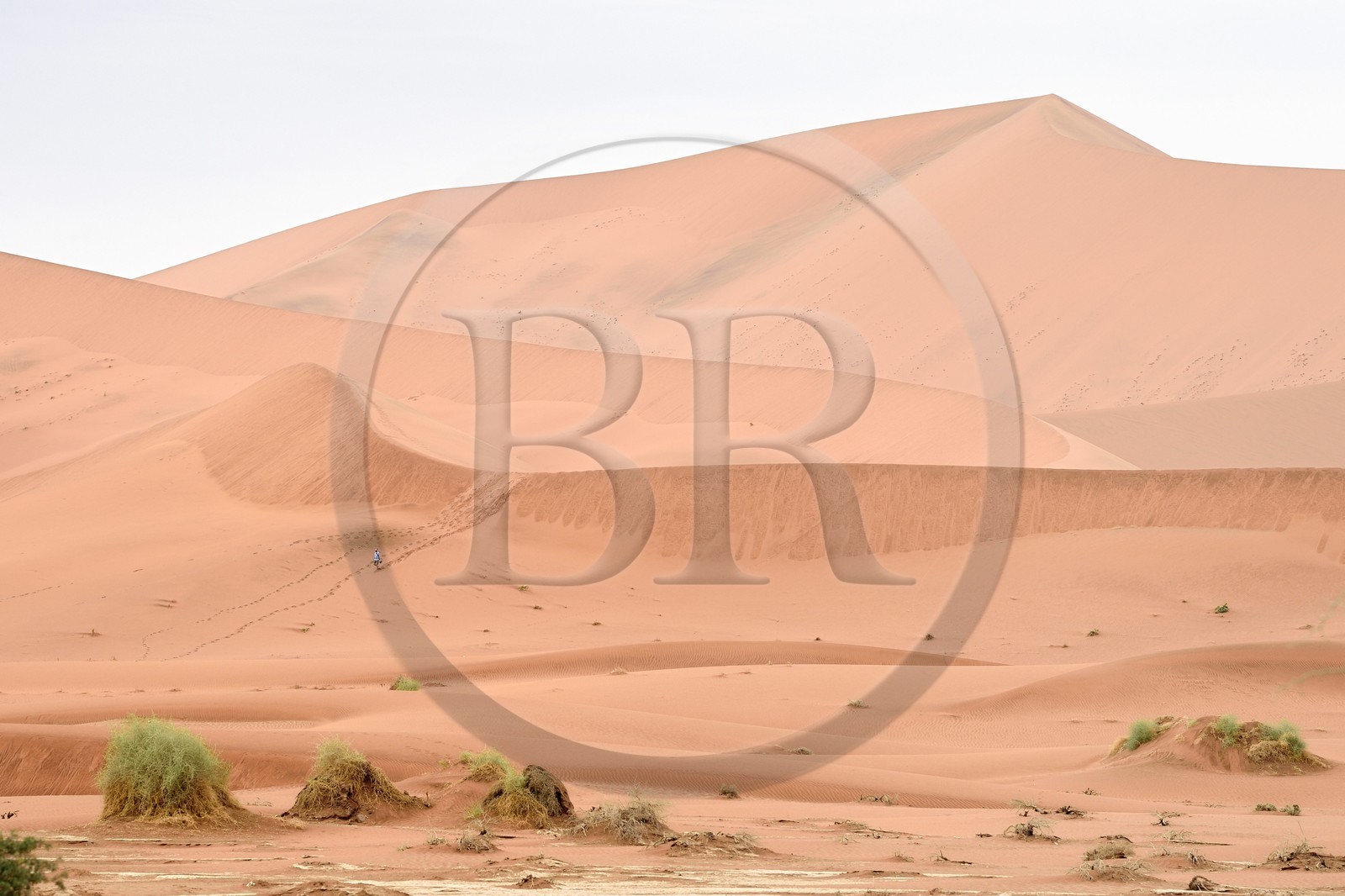 Namibie, région d'Hardap, désert du Namib, parc national du Namib-Naukluft, Erg du Namib classé Patrimoine Mondial de l'UNESCO, dunes de Sossusvlei