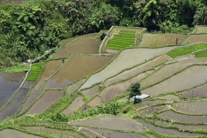 Philippines, Ifugao province, Banaue rice terraces at Cambulo, listed as World Heritage by UNESCO