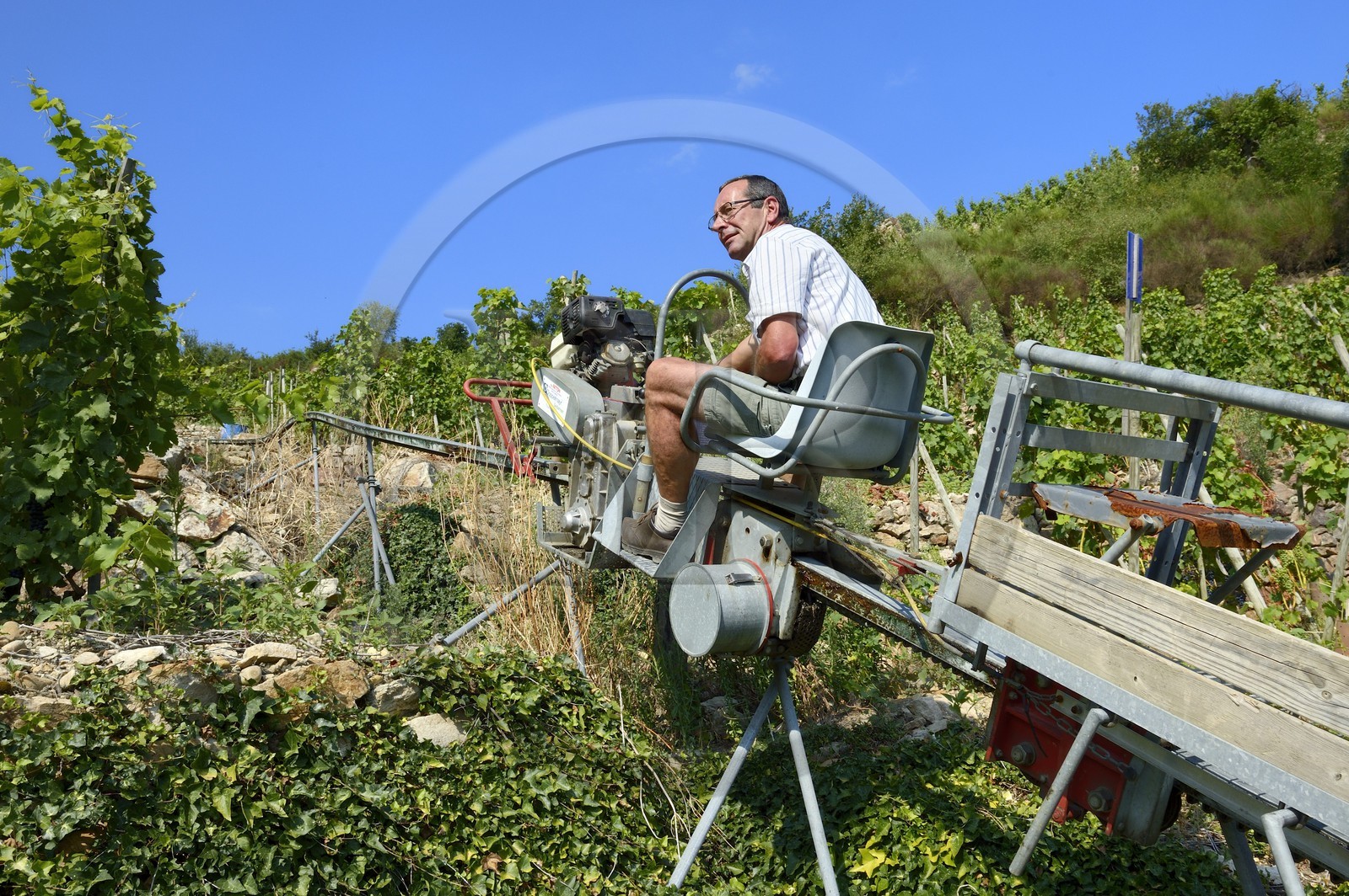 France, Rhône (69), Parc Naturel Régional du Pilat, Ampuis, vignoble AOC Côte Rôtie du domaine de Gilles Barge, monorail à crémaillère unique en France et destiné aux vendanges sur ces terres extrêmement pentues