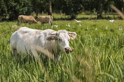 France, Deux-Sèvres, le Marais Poitevin, Green Venice, Le Vanneau-Irleau, herd of cows surrounded by cattle egrets (Bubulcus ibis)