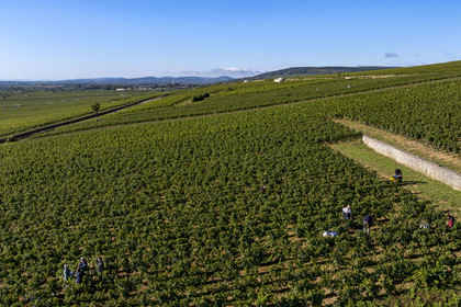 France, Côte-d'Or (21), les climats de Bourgogne classés Patrimoine Mondial de l'UNESCO, Route des Grands Crus, vignoble de la Côte de Beaune, Volnay, vendanges dans la parcelle de Taille-Pieds appartenant aux Hospices de Beaune qui servent à produire un Volnay 1er Cru cuvée Blondeau et cuvée Muteau à partir du cépage Pinot noir (vue aérienne)