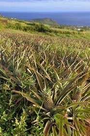 France, Ile de la Reunion, côte sud, Petite-Ile, plantation d'ananas Victoria