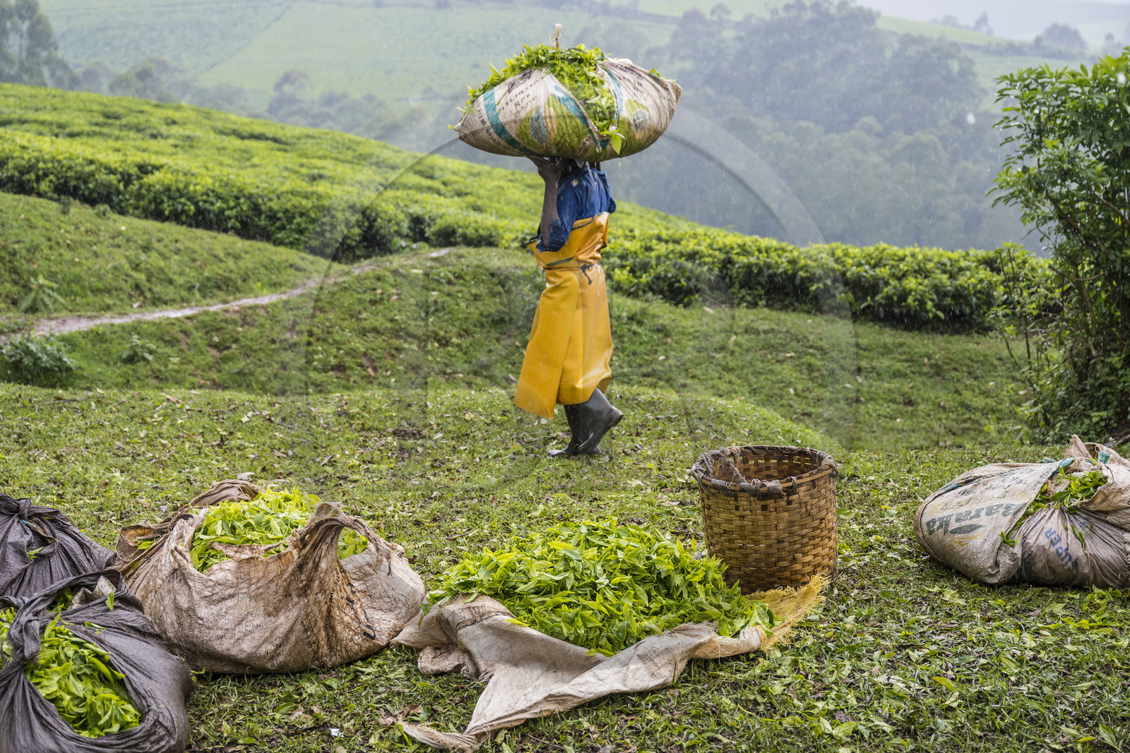 Rwanda, Province de l’Ouest, Gisuma, plantation de thé, feuilles de thé fraichement cueillies