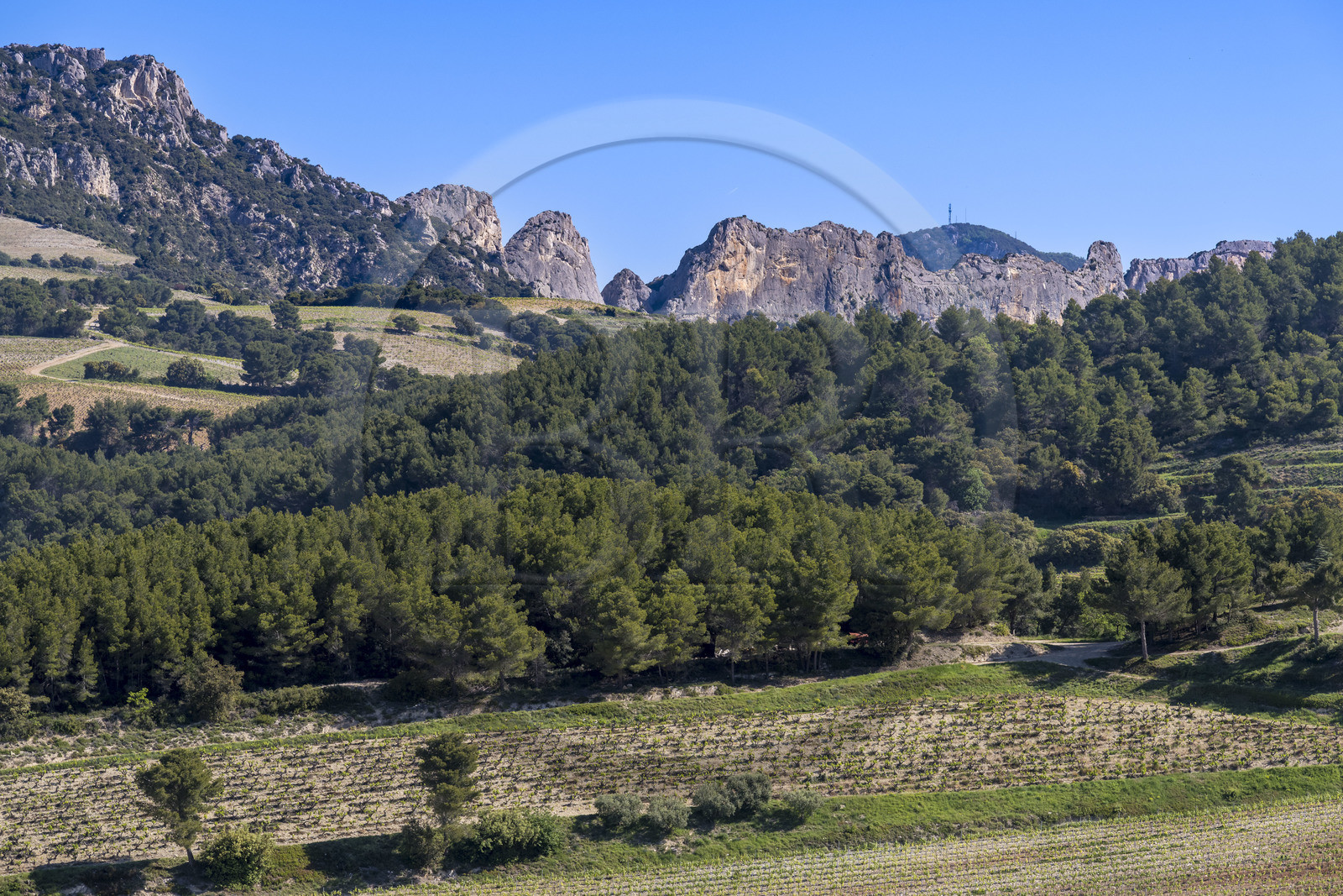 France, Vaucluse (84), Dentelles de Montmirail, Beaumes-de-Venise, vignobles et la montagne du Clapis en arrière plan