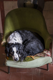 France, Vendée (85), Sèvremont, le chateau de la Flocellière, gite et chambre d'hotes, le chien de la maison un épagneul
