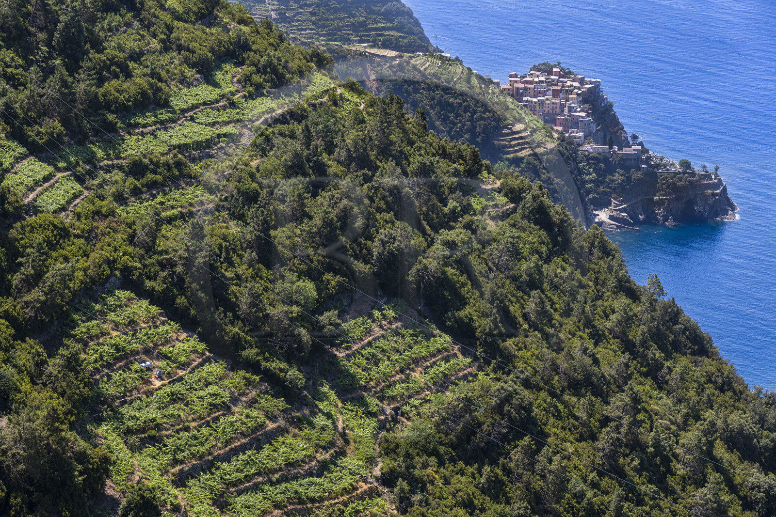 Italie, Ligurie, Cinque Terre, parc national des Cinque Terre classé Patrimoine Mondial de l'UNESCO, randonnée sur le sentier GR 586 passant dans le vignoble en terrasse entre Corniglia et Volastra au dessus de Manarola, le village de  Manarola en arrière plan