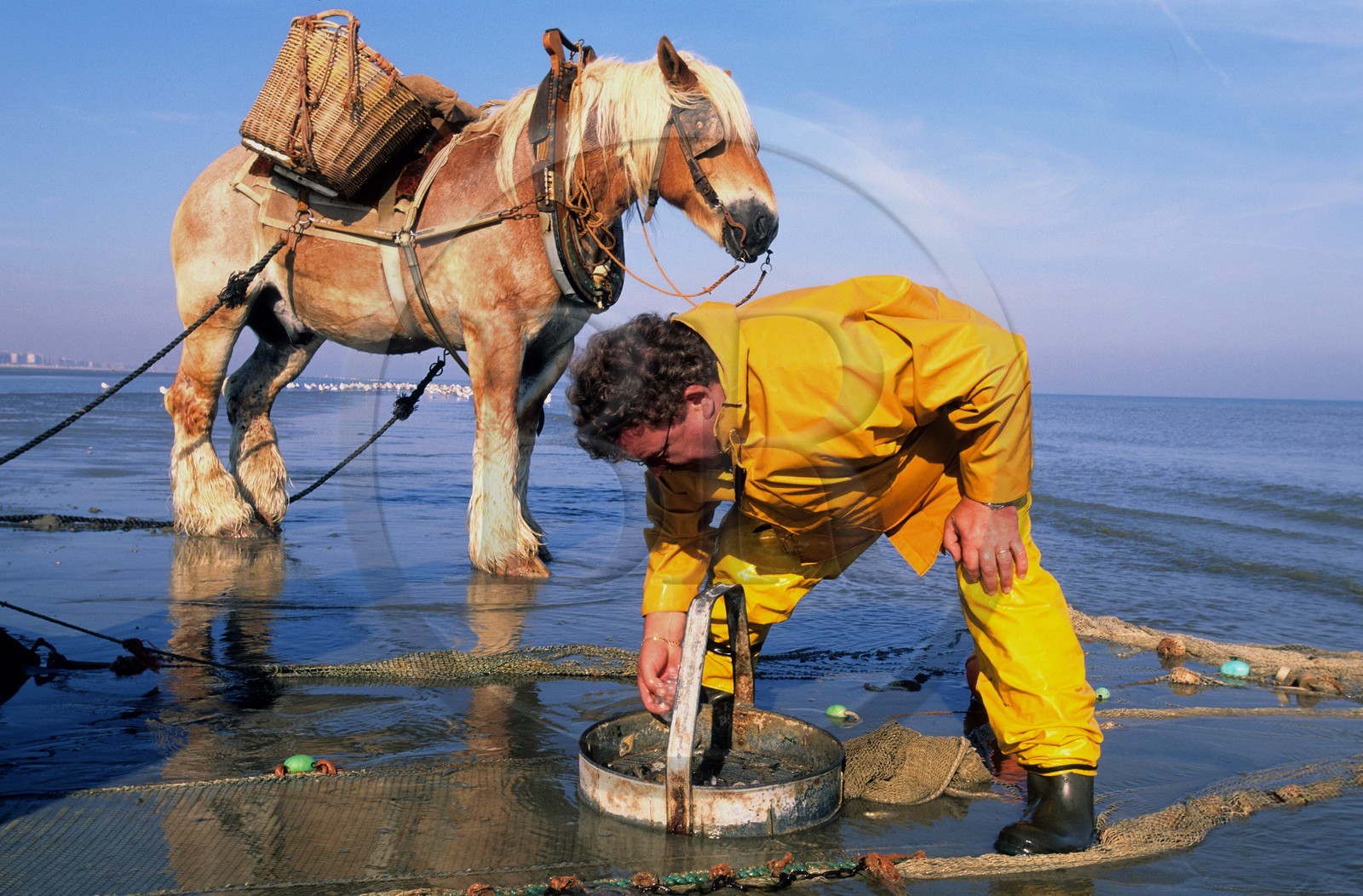 Belgium, West Flanders, Rolland is one of the last shrimps fishermen on horses on the beach of Oostduinkerke-Bad