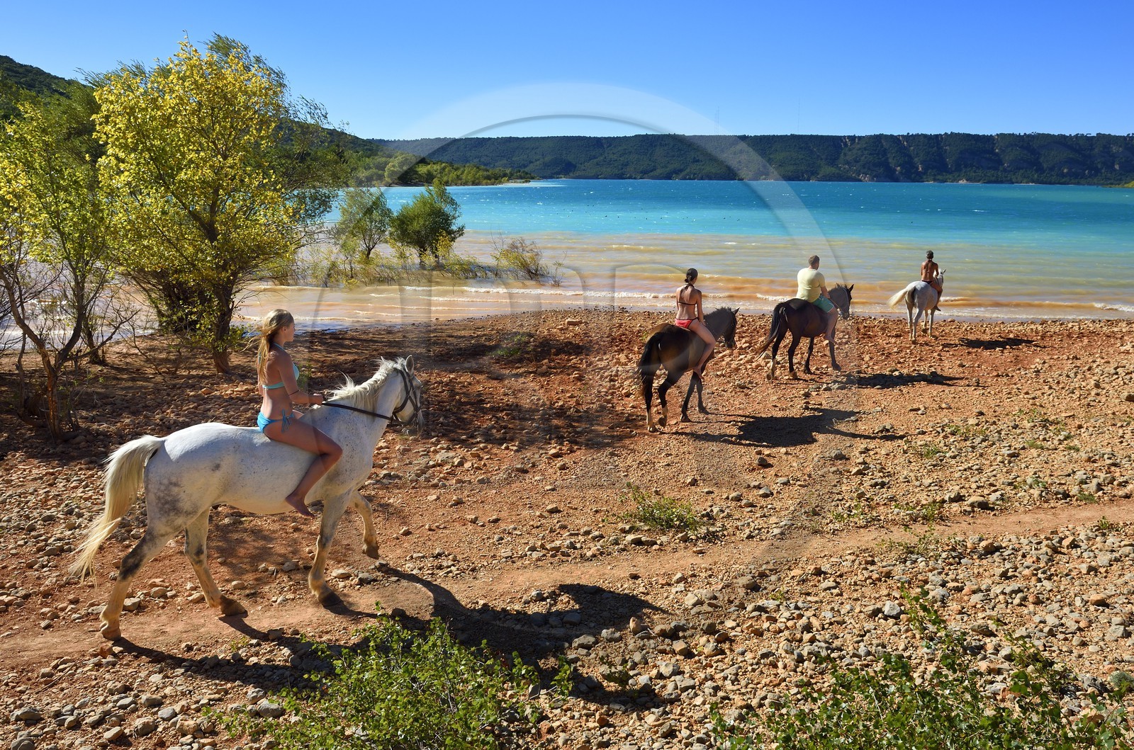 France, Var (83), Parc Naturel Régional du Verdon, lac de Sainte Croix, randonnée équestre avec Verdon Equitation