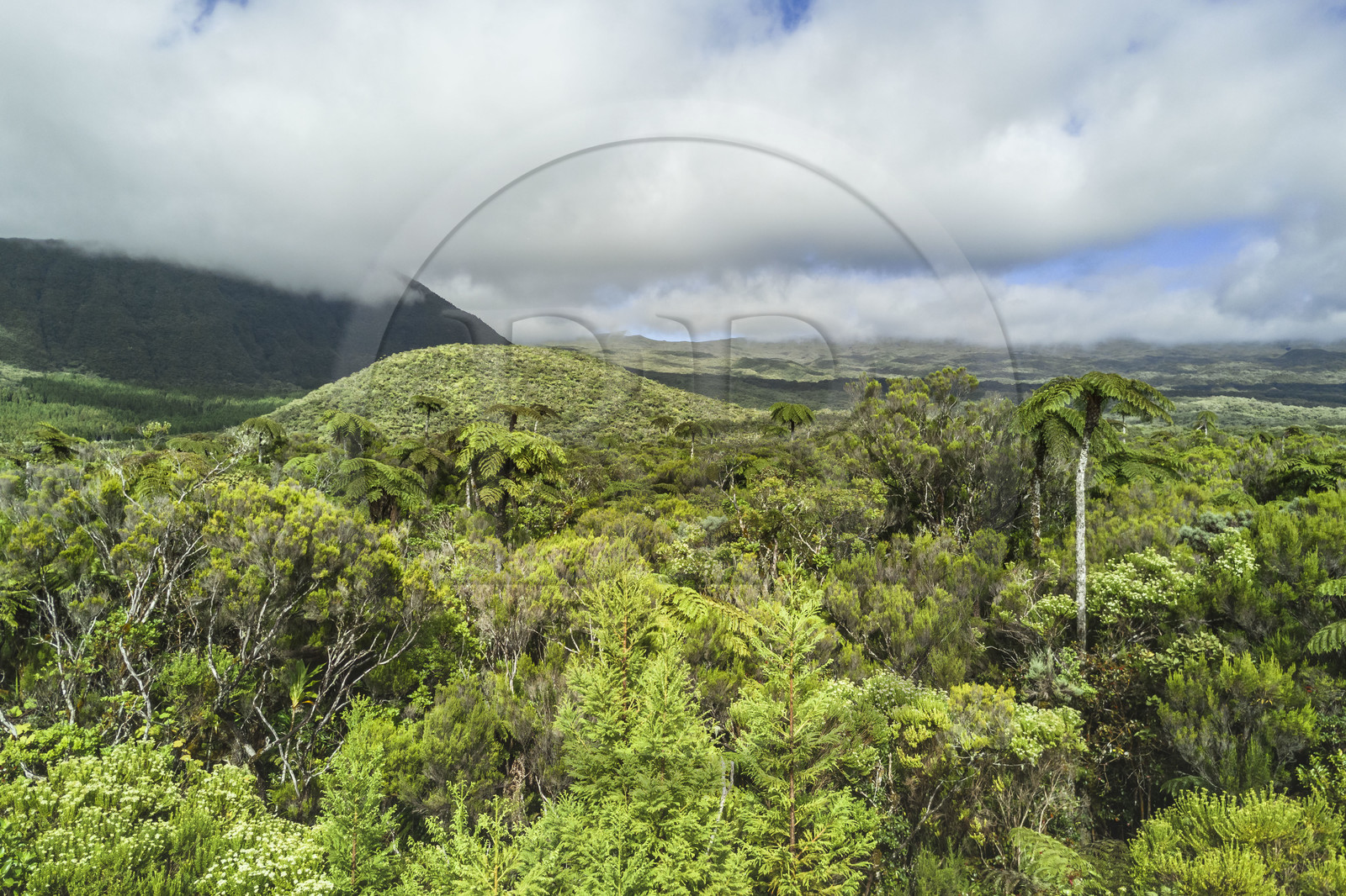 France, Ile de la Reunion, Parc National de la Réunion classé Patrimoine Mondial de l'UNESCO, La Plaine des Palmistes, forêt de Bébour, fougères arborescentes (Cyathea glauca) et le Piton Bébour en arrière plan (vue aérienne)