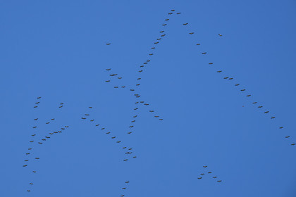 France, Pyrénées-Atlantiques (64), Pays-Basque, vallée des Aldudes, vol en formation de cigognes blanches (Ciconia ciconia) en migration vers le sud
