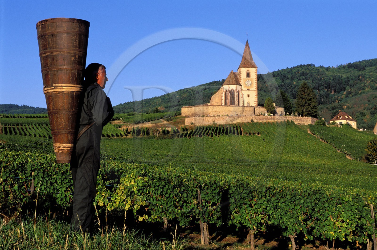 France, Haut Rhin, the Alsace wine road, Hunawihr Village, labelled Les Plus Beaux Villages de France (The Most Beautiful Villages of France), Christophe Kurtz grape picker with a wooden basket on his bac