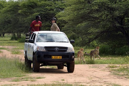 Namibie, Otjiwarongo, Cheetah Conservation Fund, centre de recherche et d'éducation, guépards (Acinonyx jubatus), nourrissage depuis un pick-up en mouvement, l'exercice a pour but de les garder en forme