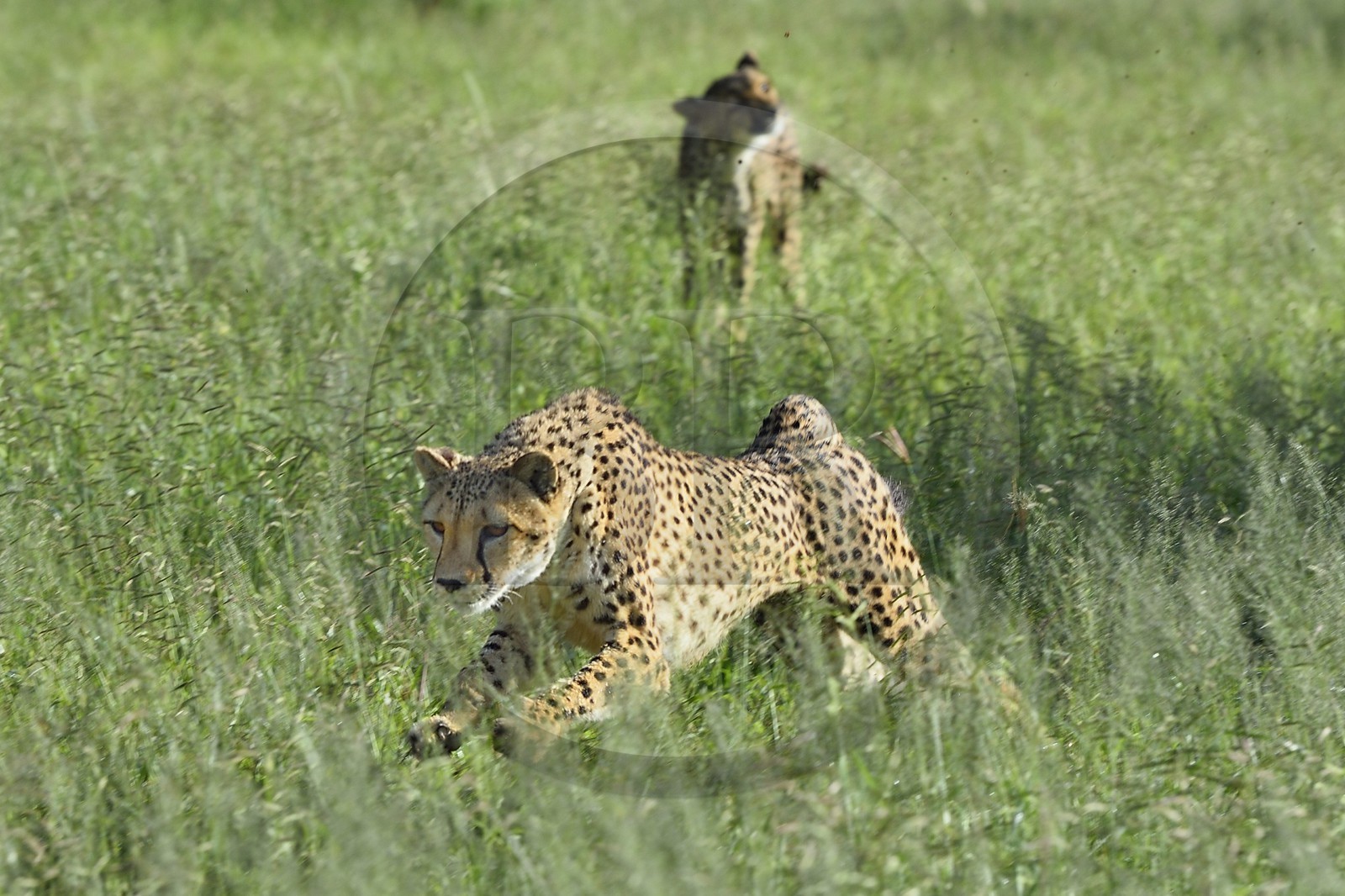 Namibie, Otjiwarongo, Cheetah Conservation Fund, centre de recherche et d'éducation, guépard (Acinonyx jubatus) chassant un leurre pour lui donner de l'exercice et garder la forme