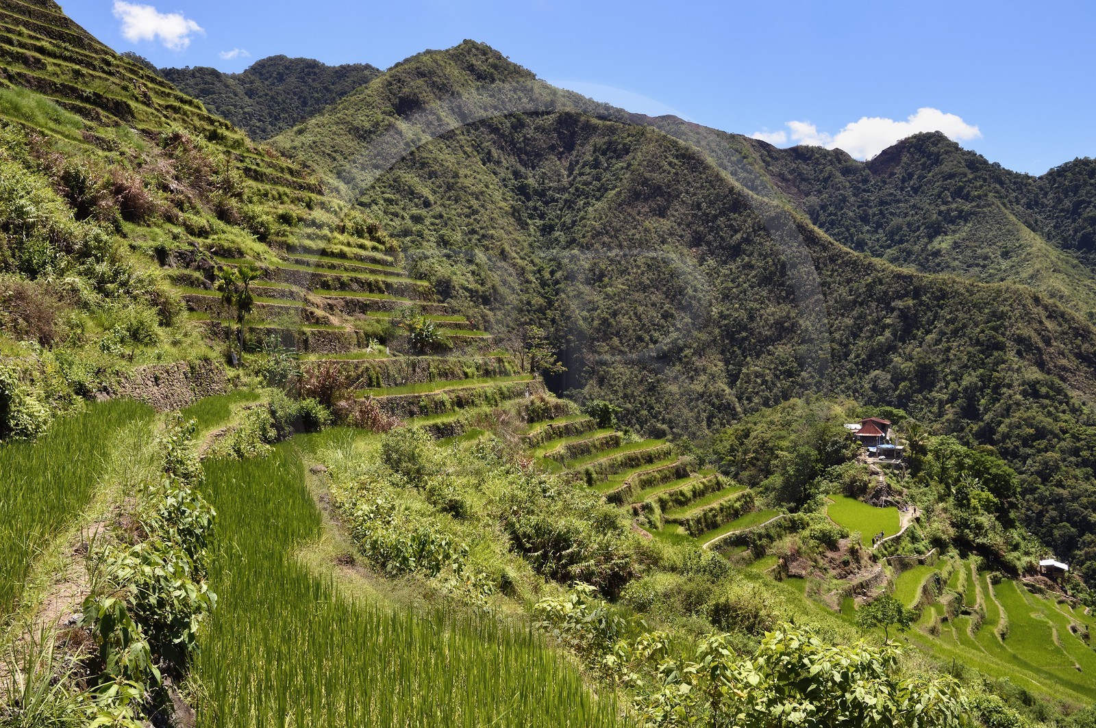 Philippines, Ifugao province, Banaue rice terraces around the village of Batad, listed as World Heritage by UNESCO, fed by an ancient irrigation system from the rainforests above the terraces