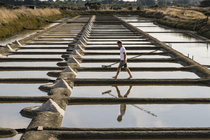 France, Vendee, Les Sables d'Olonne, the Salt Marshes of L'Ile d'Olonne, salt worker Damien Merceron harvesting salt in the Salorge de la Vertonne