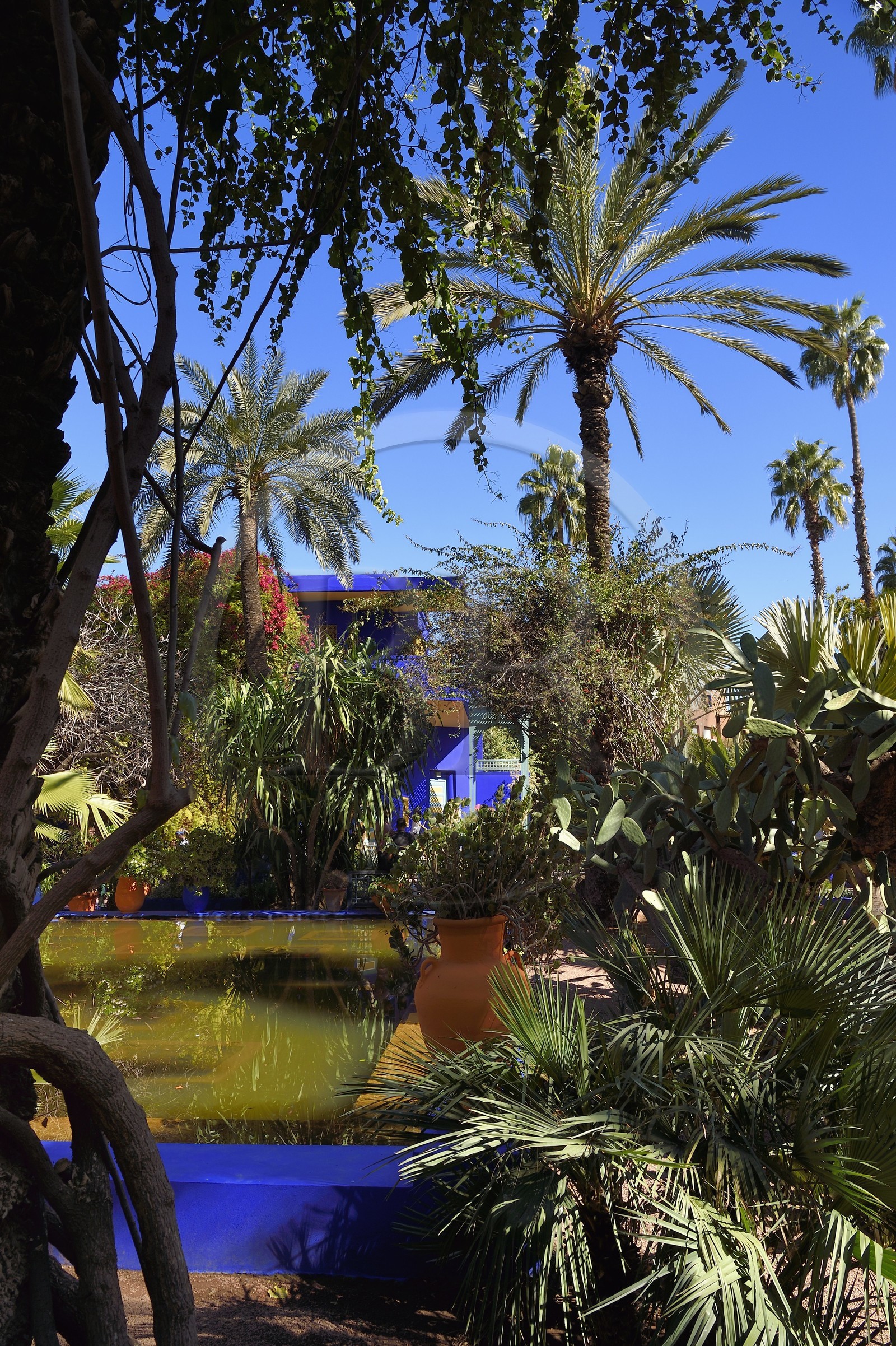 Morocco, High Atlas, Marrakech, Imperial city, Gueliz district, Majorelle Garden founded in 1931 by the French painter Jacques Majorelle in 1980 and bought by Yves Saint Laurent and Pierre Berge