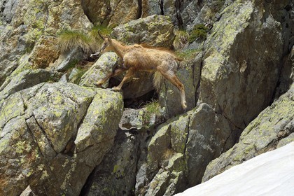 France, Alpes-Maritimes (06), parc national du Mercantour, chamois (Rupicapra rupicapra) dans le vallon de la Madone de Fenestre