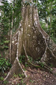 Caraïbes, Ile de la Dominique, Parc national de Morne Diablotin, chataignier dominicain (sloanea caribaea), en créol Chatannyé Ti-Fèy