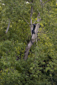 France, Loire-Atlantique (44), Bouguenais, Port Lavigne sur les rives de la Loire, collection d'art contemporain à ciel ouvert Estuaire, The Settlers (“Les Colons”) réalisé par l'artiste américaine Sarah Sze, sculpture d'un jaguar qui se prélasse sur une branche