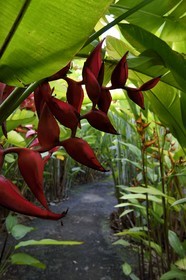France, Ile de la Reunion, Saint Pierre, Jardin Botanique du Domaine du Café Grillé, pince de homard suspendue ou faux oiseau de paradis (Heliconia rostrata)