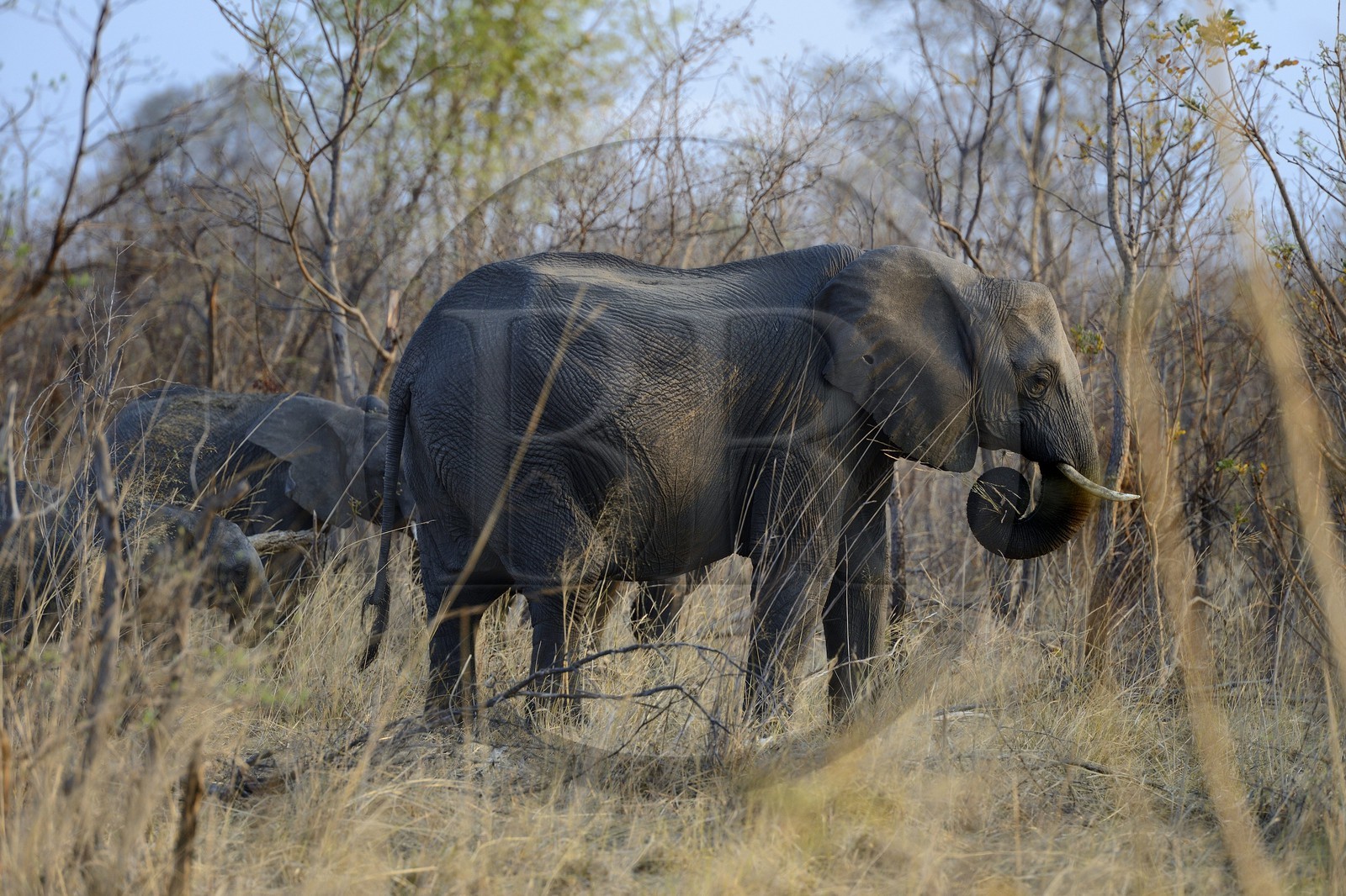 Zimbabwe, province de Matabeleland septentrional, parc national Hwange, éléphant sauvage d'Afrique (Loxodonta africana)