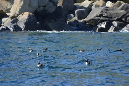 France, Côtes-d'Armor (22), Perros-Guirec, archipel et réserve ornithologique de Sept-Iles, Ile Rouzic, macareux moine (Fratercula arctica)