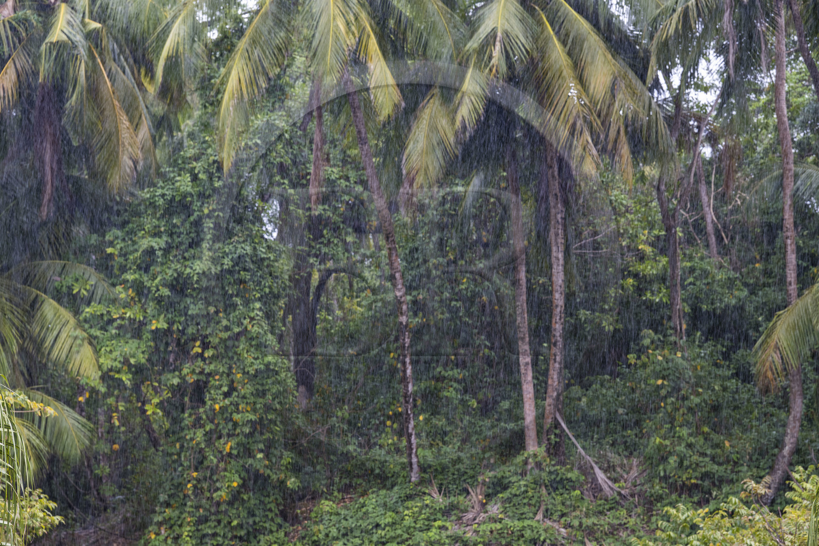 France, Guyane, Kourou, Iles du Salut, Ile Royale, averse de pluie tropicale